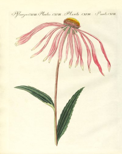 Piante ornamentali da German School