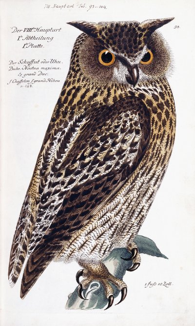 Gufo, 1733-1763 da German School
