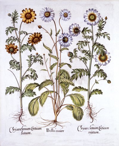 Margherita e crisantemo, da Hortus Eystettensis, di Basil Besler, pub. 1613 da German School