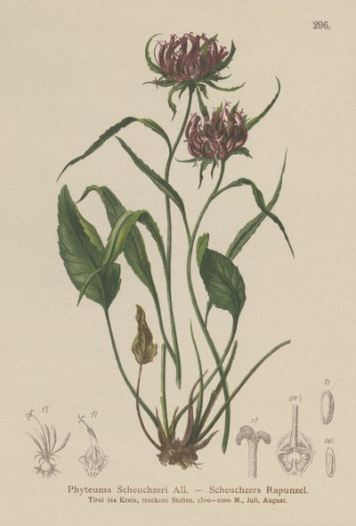 Raponzolo di Scheuchzer (Phyteuma Scheuchzeri) da German School