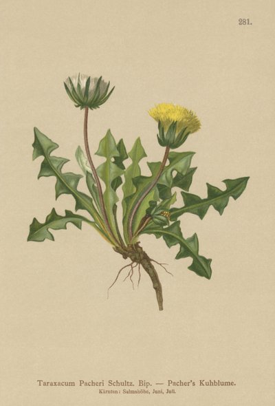 Dente di leone di Pacher (Taraxacum Pacheri) da German School