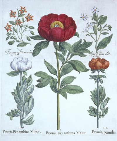 Peonie e borragine, da Hortus Eystettensis, di Basil Besler, pub. 1613 da German School