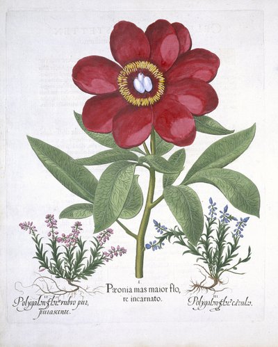 Peonia e due Poligoni, da Hortus Eystettensis, di Basil Besler (1561-1629) pubblicato nel 1613 da German School