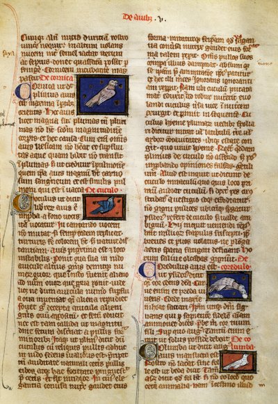 Pagina da De Natura Rerum sugli uccelli, di Alberto Magno (circa 1200-1280) da German School