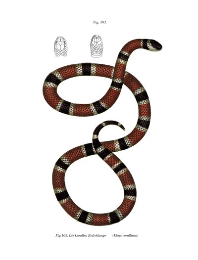 Serpente corallo dipinto da German School