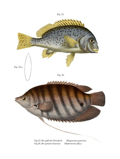 Pesce dolce dipinto da German School