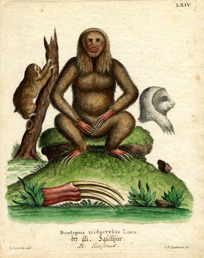 Bradipo dalla Gola Pallida da German School