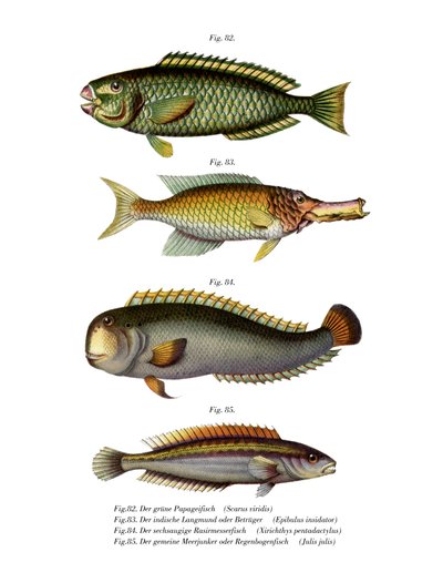 Pesce Pappagallo dalle Guance Pallide da German School