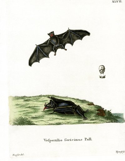 Pipistrello dalla lingua lunga di Pallas da German School