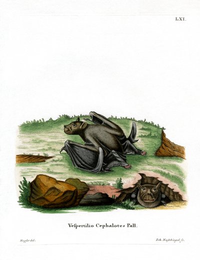 Pipistrello dal naso tubolare di Pallas da German School