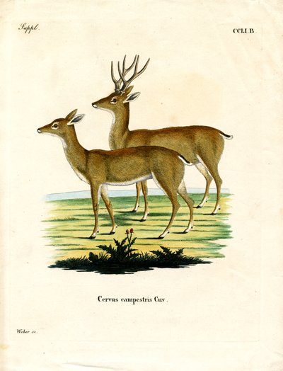Cervo delle pampas da German School