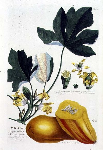 Papaya, inciso da Johann Jakob Haid, tavola 7 da un libro botanico, pub. da Augustus Vind (incisione colorata) da German School