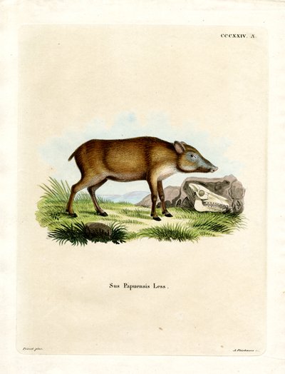 Cinghiale papuano da German School