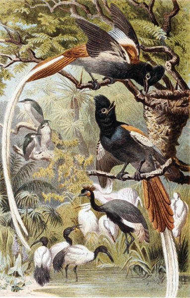 Paradise Flycatchers, tavola da "Brehms Tierleben: Allgemeine Kunde des Tierreichs", vol 4, p. 516, pubblicato da Bibliographisches Institut da German School