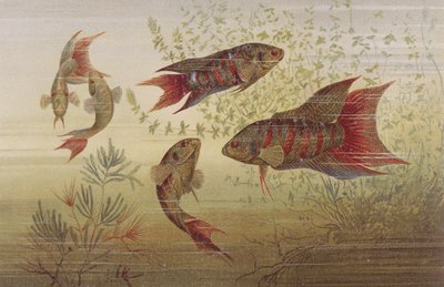 Pesce paradiso, tavola da Brehms Tierleben: Allgemeine Kunde des Tierreichs, vol.8, p.184, pubblicato da Bibliographisches Institut da German School