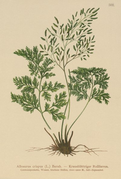 Allosurus crispus da German School