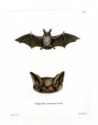 Pipistrello Particolore da German School