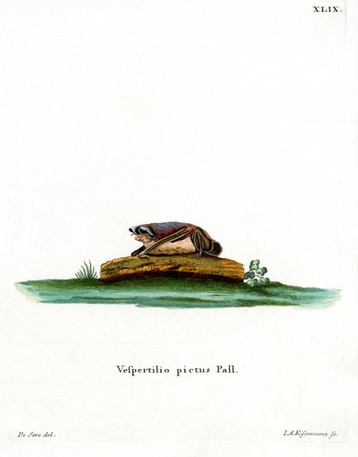 Pipistrello bicolore da German School