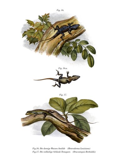 Anole pesca da German School