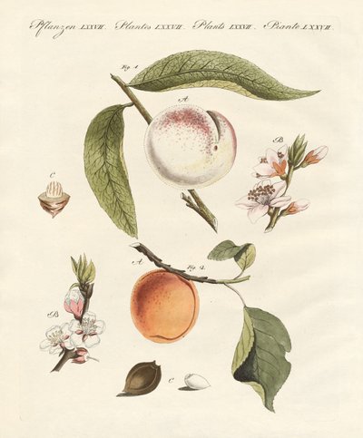 Pesche e albicocche da German School