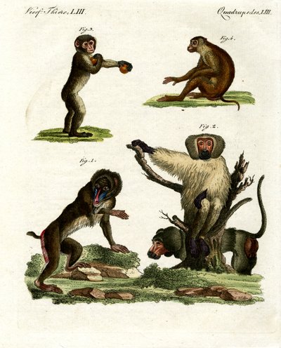 Piante peculiari da German School