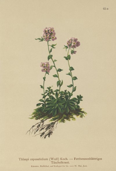 Thlaspi cepeaefolium da German School