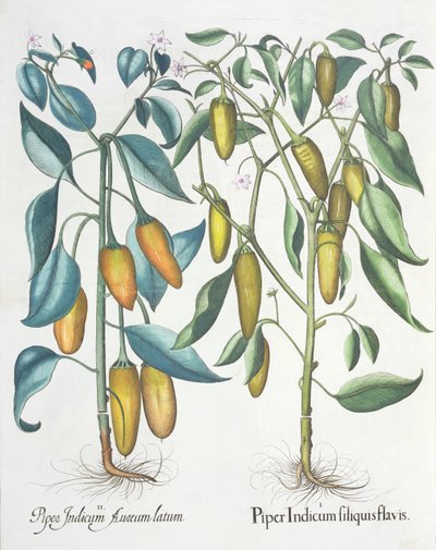 Peperoni, dal Hortus Eystettensis di Basil Besler, pub. 1613 da German School