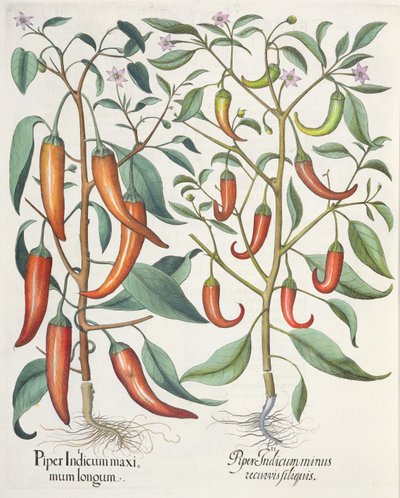 Peperoni, dal Hortus Eystettensis di Basil Besler, pub. 1613 da German School