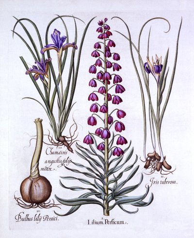 Giglio persiano e iris, da Hortus Eystettensis, di Basil Besler, pub. 1613 da German School