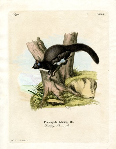 Opossum petaurino da German School