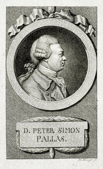 Peter Simon Pallas (1741 – 1811) da German School