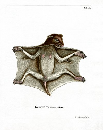 Lemure volante filippino da German School