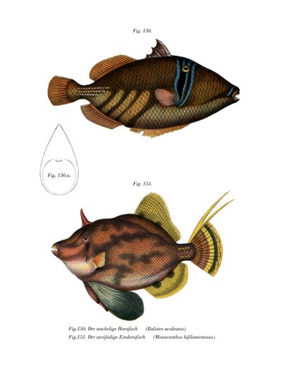 Pesce Picasso da German School