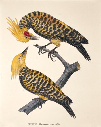 Picus Flavescens, da 