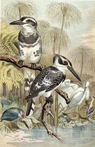 Martin pescatore piede, tavola da "Brehms Tierleben: Allgemeine Kunde des Tierreichs", vol.5, p.60, pubblicato da Bibliographisches Institut da German School
