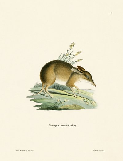 Bandicoot piede di maiale da German School
