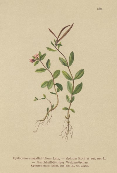 Epilobio a foglie di pimpinella (Epilobium anagallidifolium, Epilobium alpinum) da German School