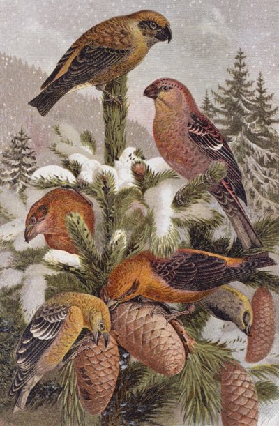 Ciuffolotto delle pinete e crociere, tavola da Brehms Tierleben: Allgemeine Kunde des Tierreichs, vol.4, p.314, pubblicato da Bibliographisches Institut, 1891 da German School