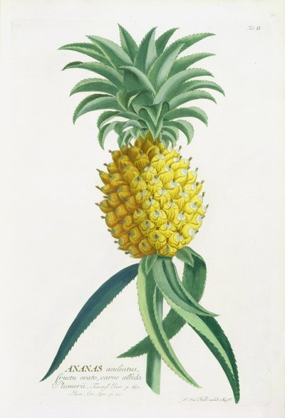 Ananas inciso da Johann Jakob Haid (1704-67) da German School