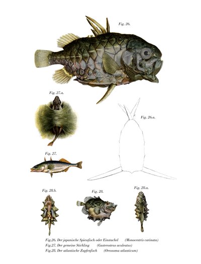 Pesce pigna da German School