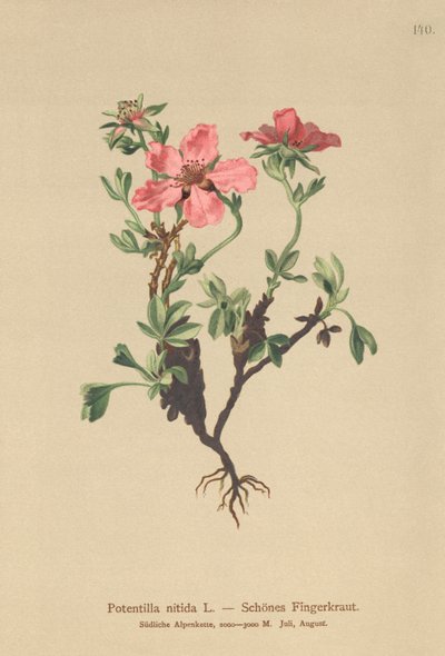 Cinquefoil rosa (Potentilla nitida) da German School