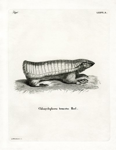 Armadillo fata rosa da German School