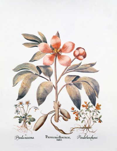 Peonia rosa da German School