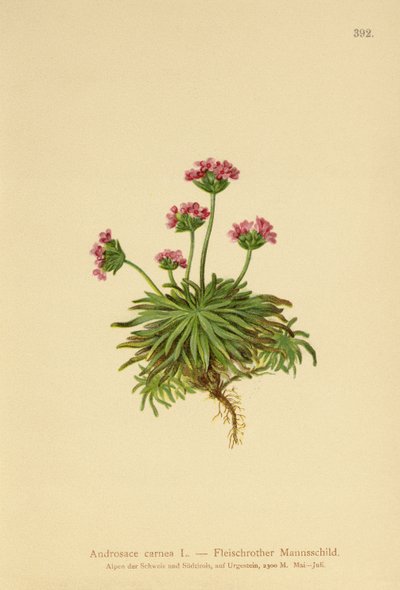 Androsace rosa (Androsace carnea) da German School