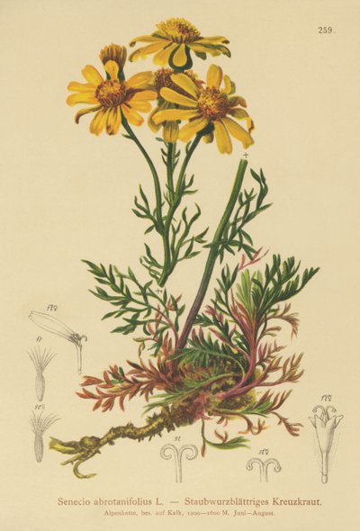 Senecio a foglie pennate da German School