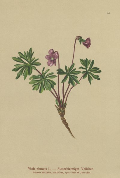 Viola pinnata da German School