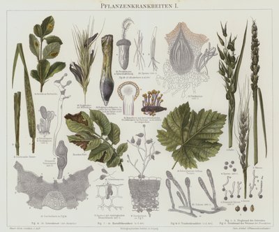 Malattie delle piante da German School