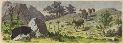 Piante e animali delle montagne dell