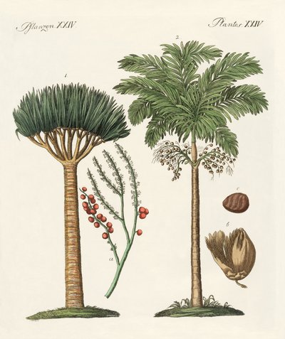 Piante dei paesi caldi da German School
