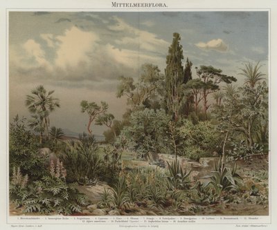 Piante del Mediterraneo da German School